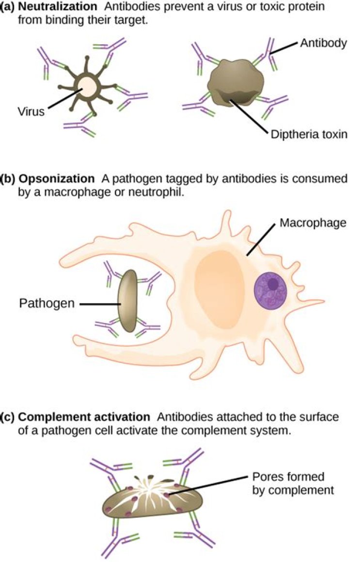 Do antibodies coat bacteria