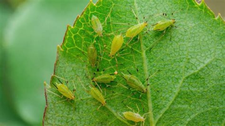 Do aphids make plants sticky