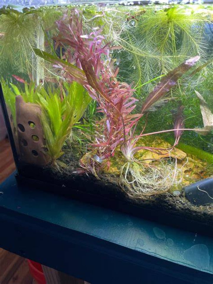 Do aquarium plants affect pH