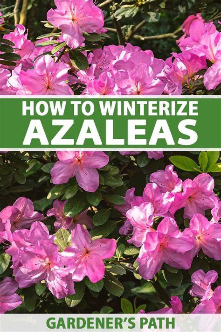 Do azaleas die in the winter