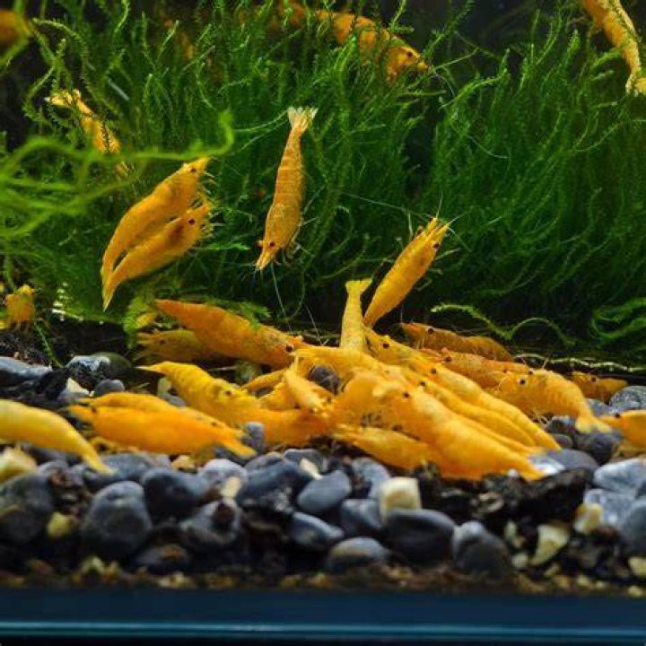 Do bamboo shrimp clean tanks