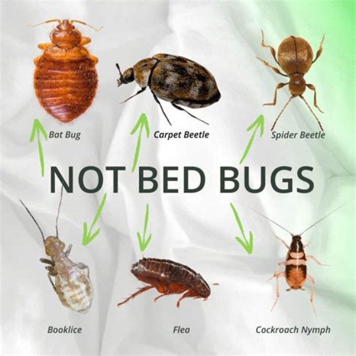 Do bat bugs get in your bed