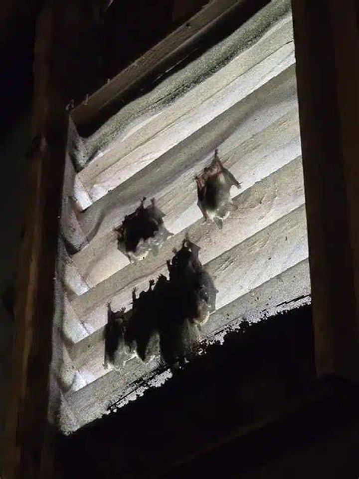 Do bats nest behind shutters