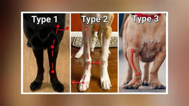 Do beagles have leg problems