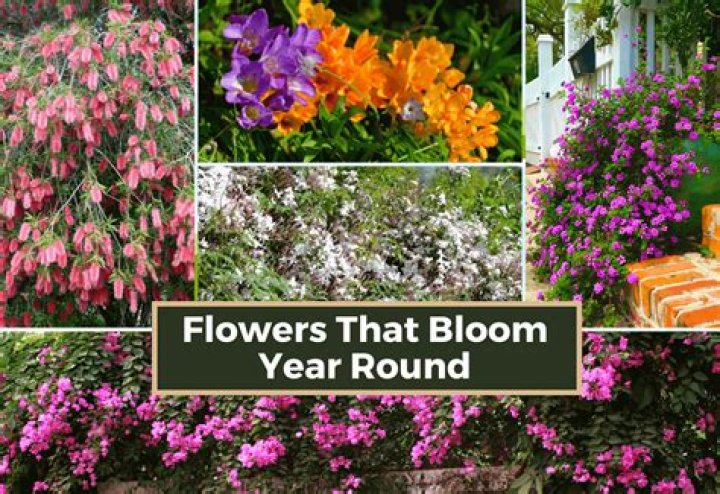 Do begonias bloom year round