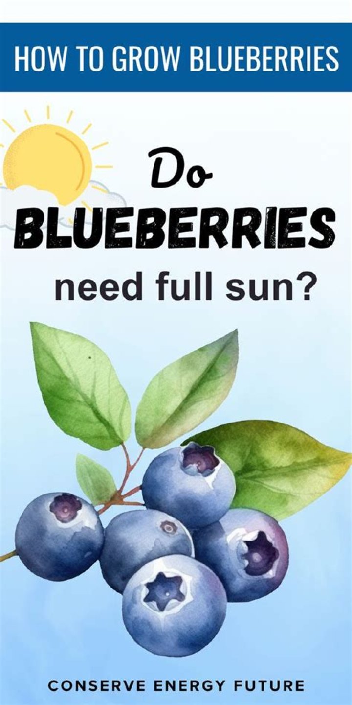 Do blueberries take full sun