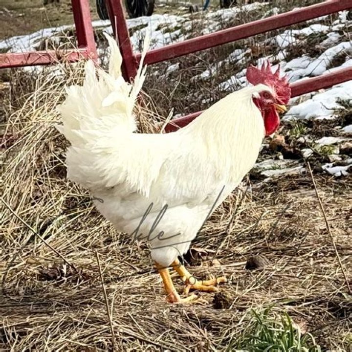 Do Buckeye chickens eat mice