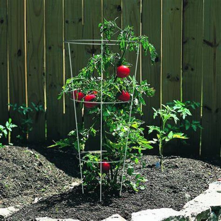 Do bush tomatoes need cages