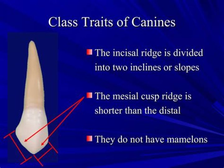Do Canines have incisal edge