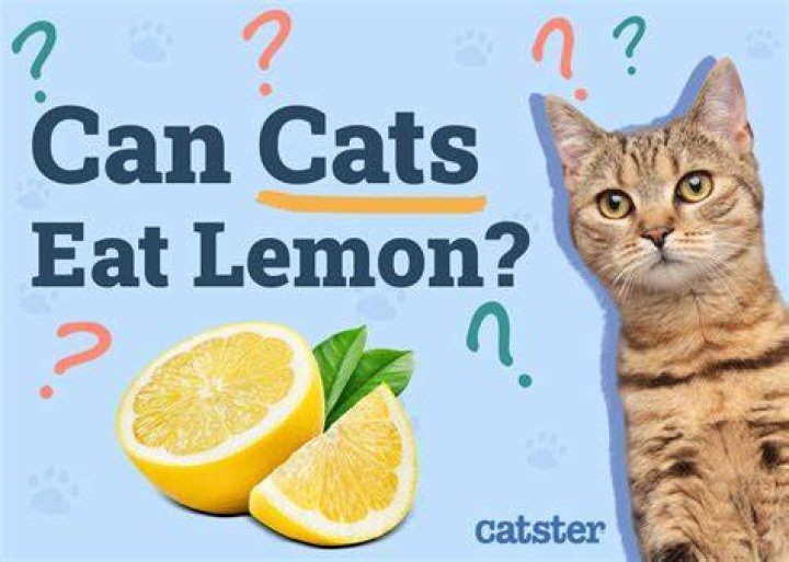 Do cats dislike lemon juice