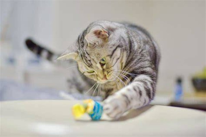Do cats like rolling in dirt