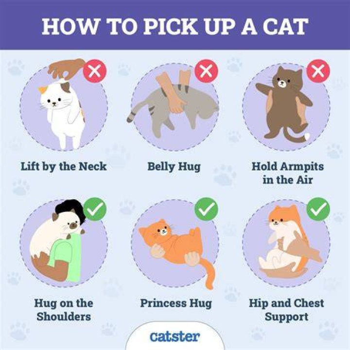 Do cats not like pine litter