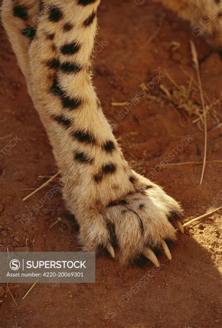 Do Cheetahs have strong legs