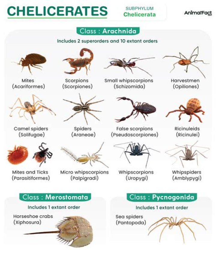 Do Chelicerates have 8 legs
