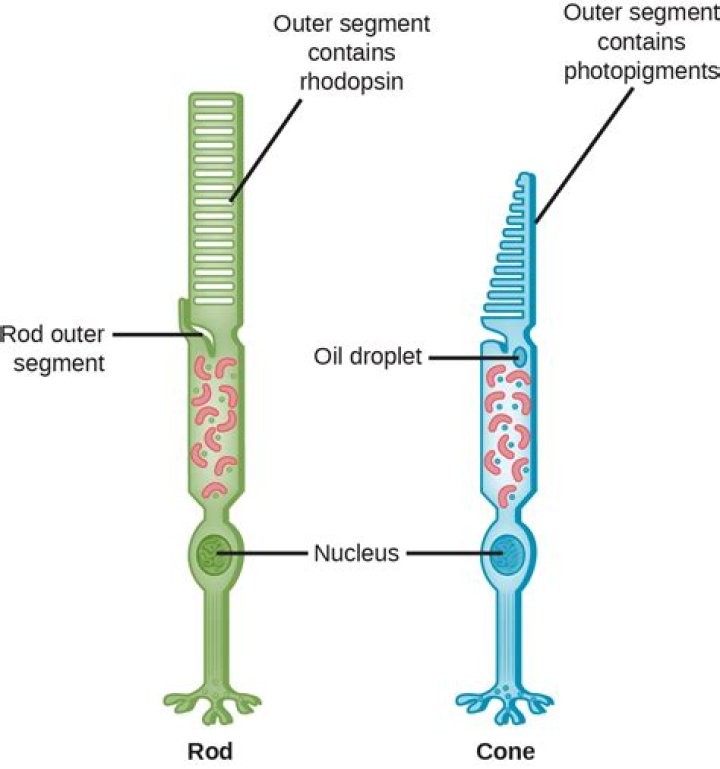 Do cone cells have rhodopsin