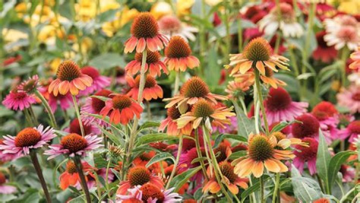 Do coneflowers come in blue