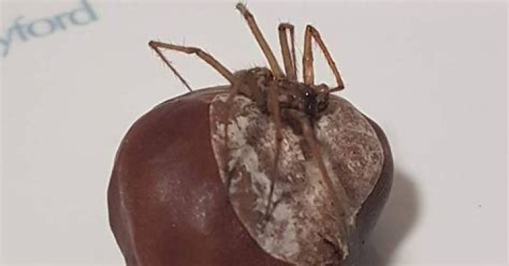 Do conkers keep away spiders