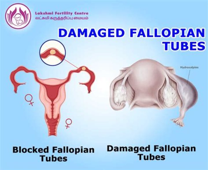Do cows have fallopian tubes