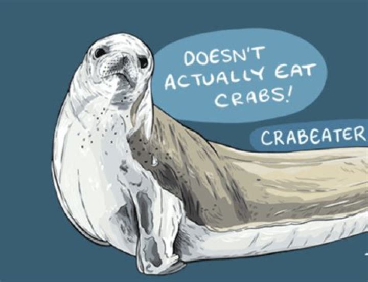 Do Crabeater seals eat squid