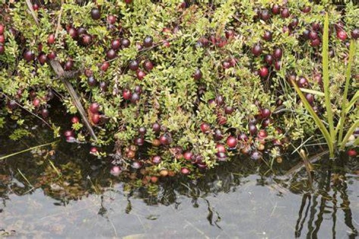 Do cranberries grow on water