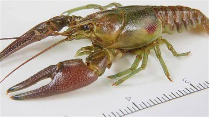 Do crayfish have nerve cords
