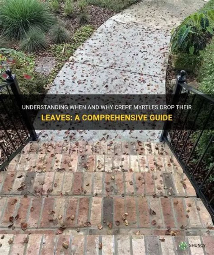 Do crepe myrtles drop leaves