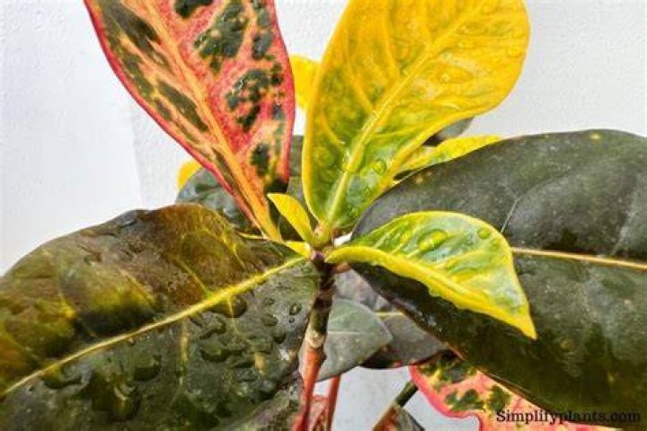Do Crotons like to be misted