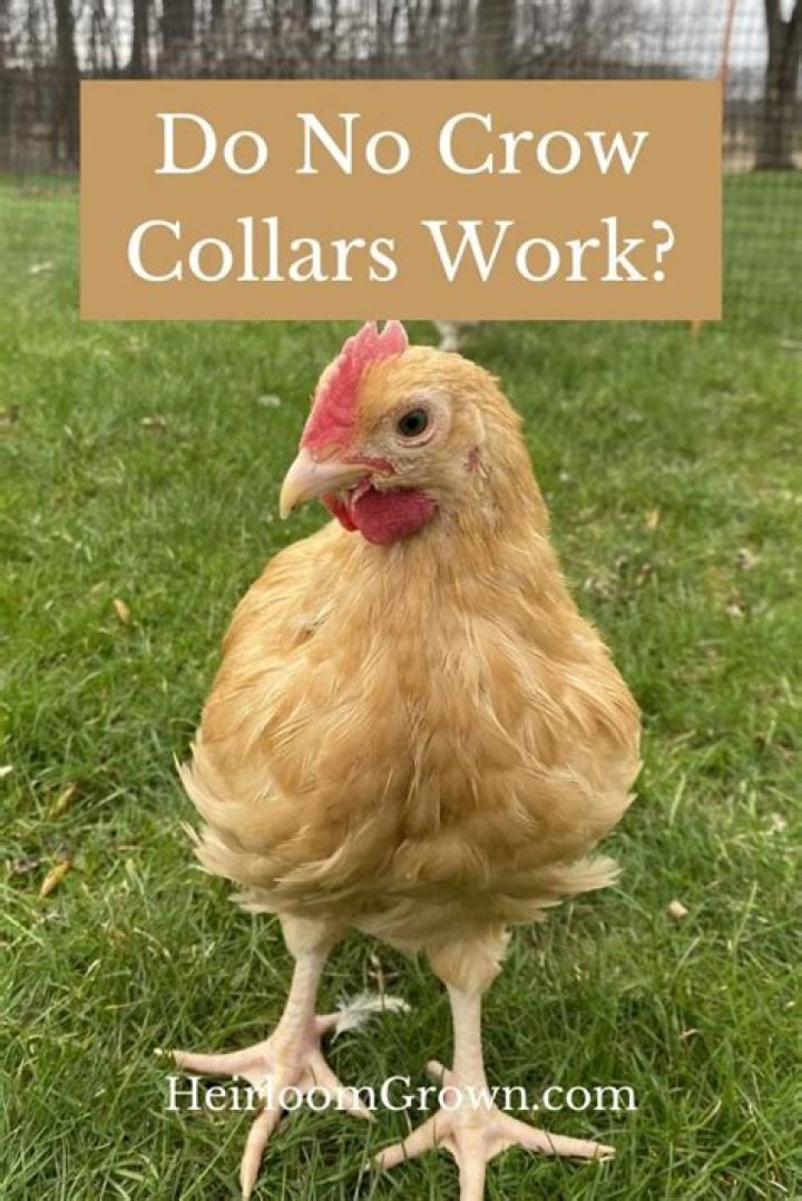 Do crow collars really work