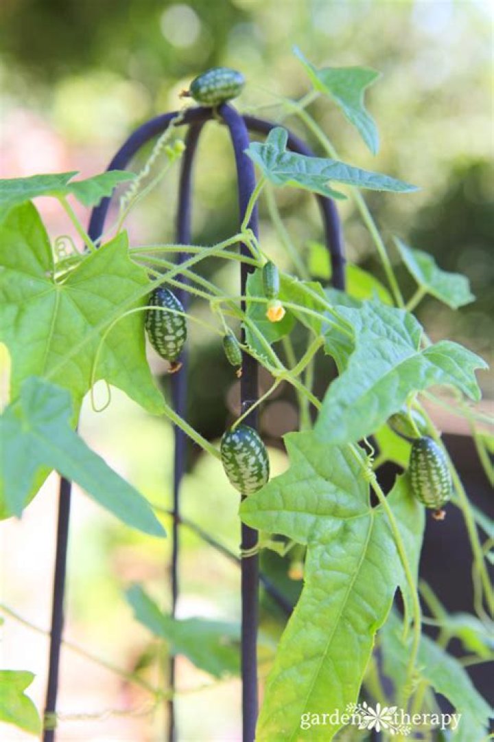 Do Cucamelons need a trellis