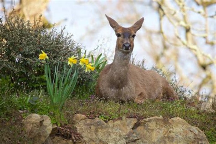 Do daffodils keep deer away