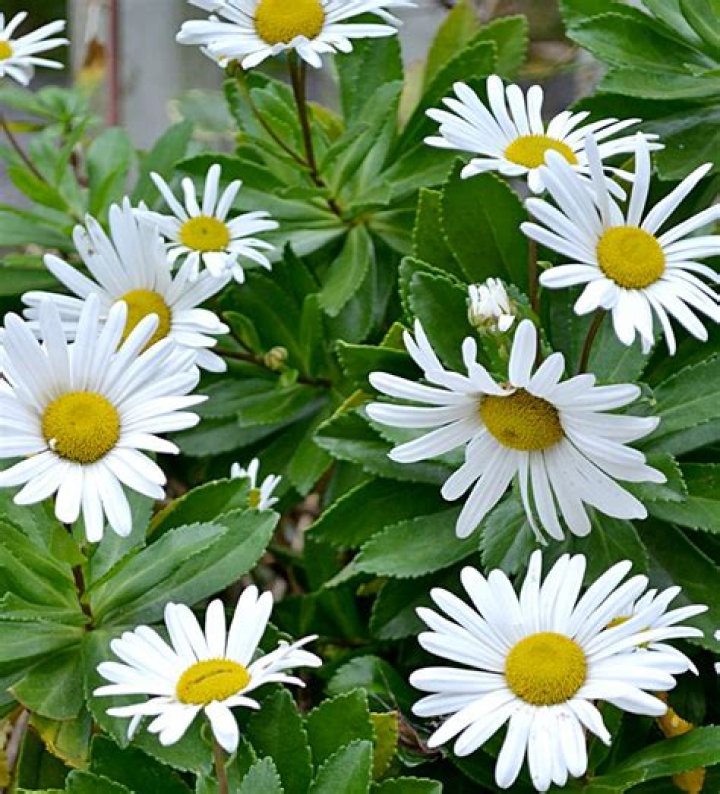 Do daisies bloom all summer