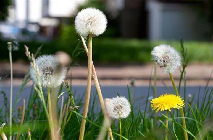 Do dandelions have a purpose