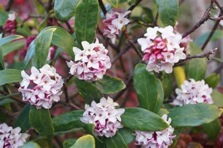Do daphnes lose their leaves