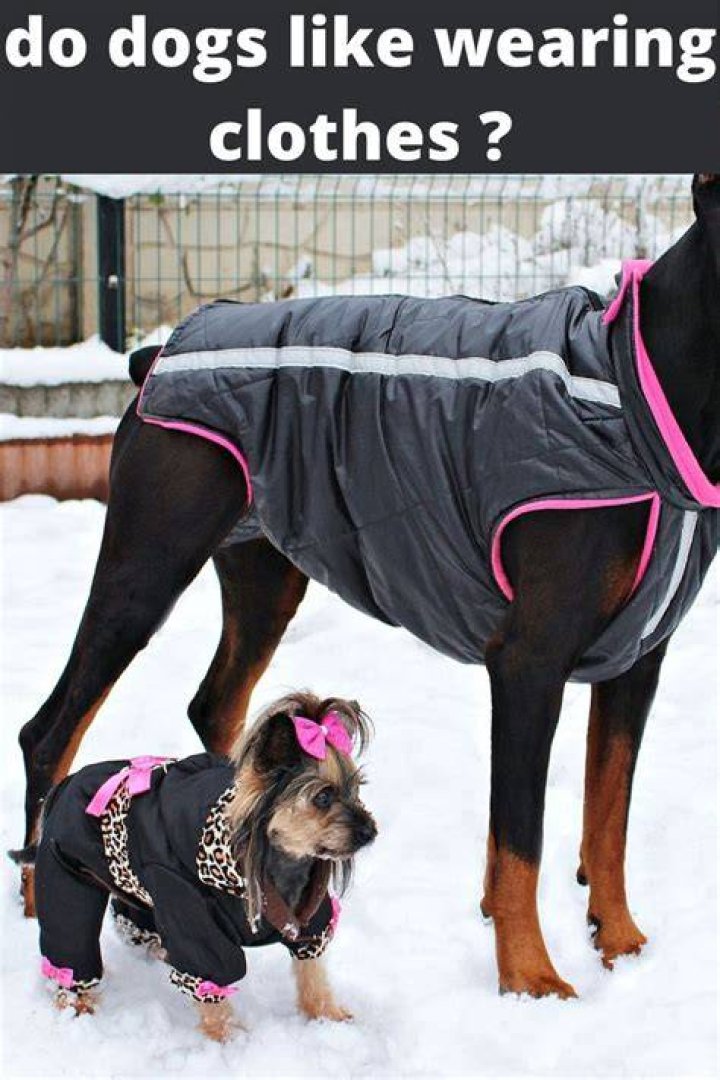 Do dogs like clothes on them