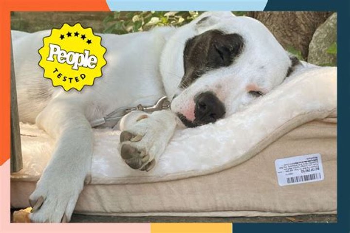 Do dogs need orthopedic beds