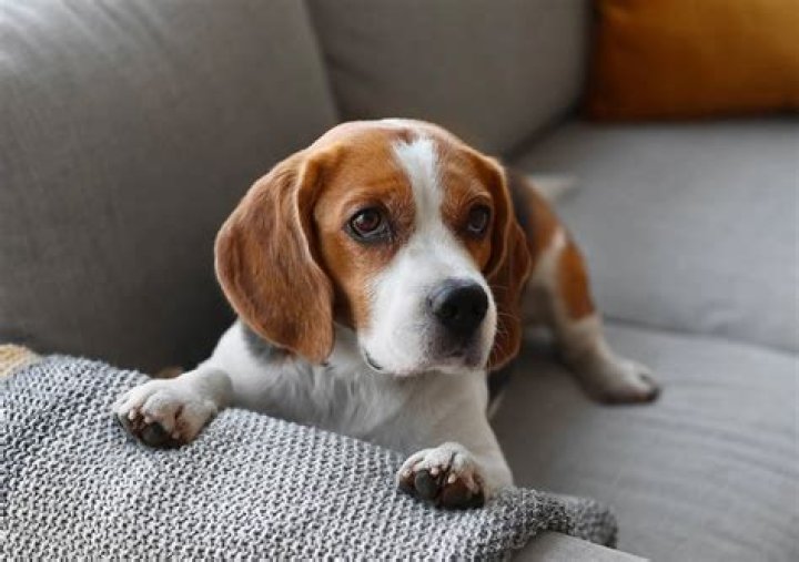 Do dogs need their own space