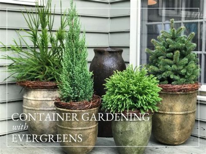Do evergreens have tap roots