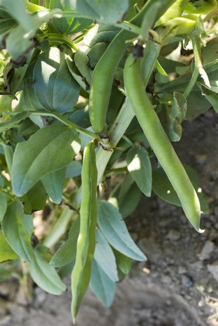 Do fava beans need a trellis