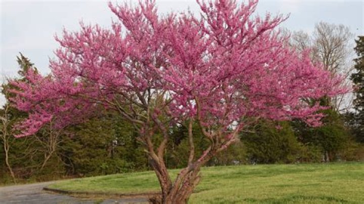 Do flocked trees die faster