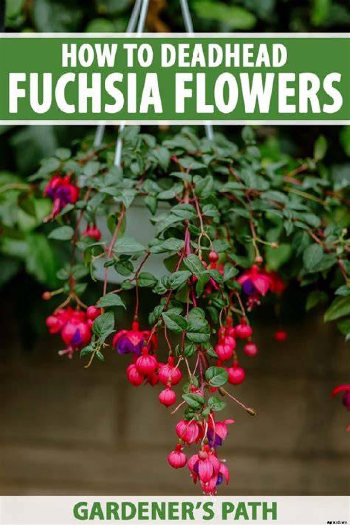 Do fuchsias need deadheading