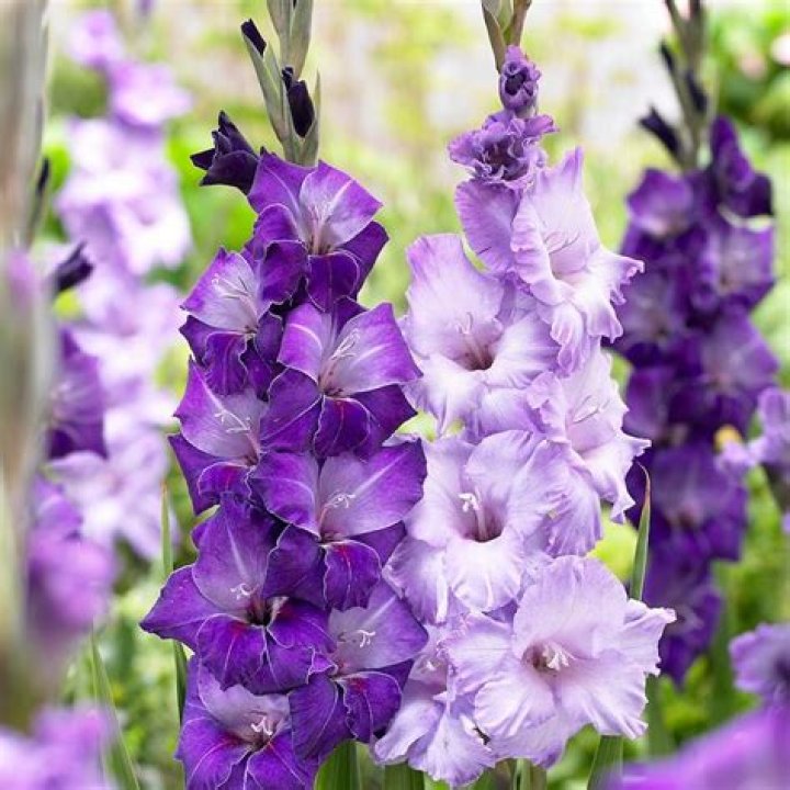 Do gladiolus bulbs come back
