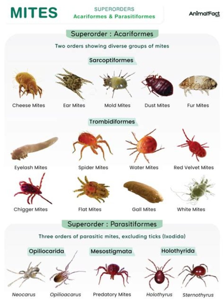 Do grain mites affect humans