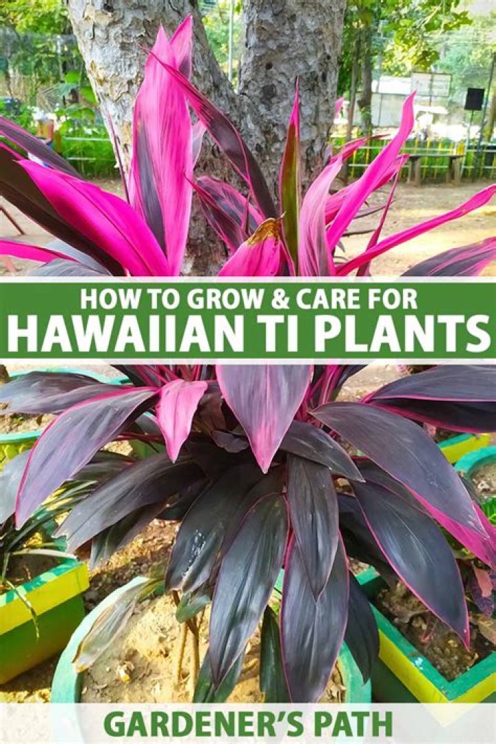 Do Hawaiian ti plants spread