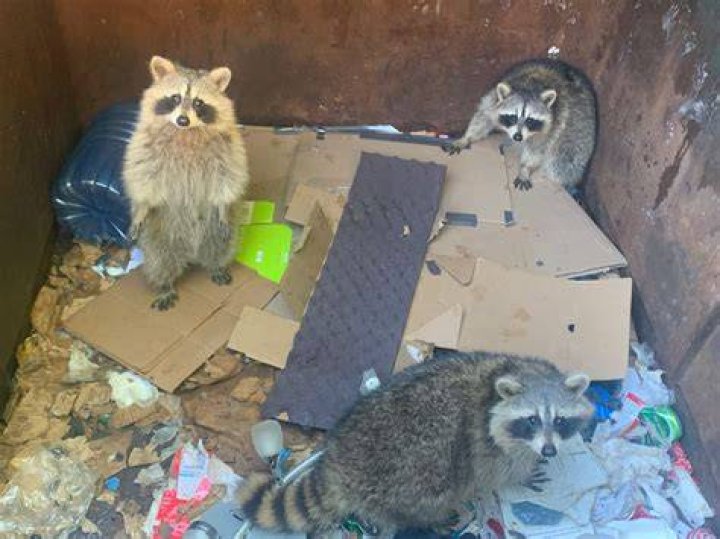 Do hedgehogs dig under sheds