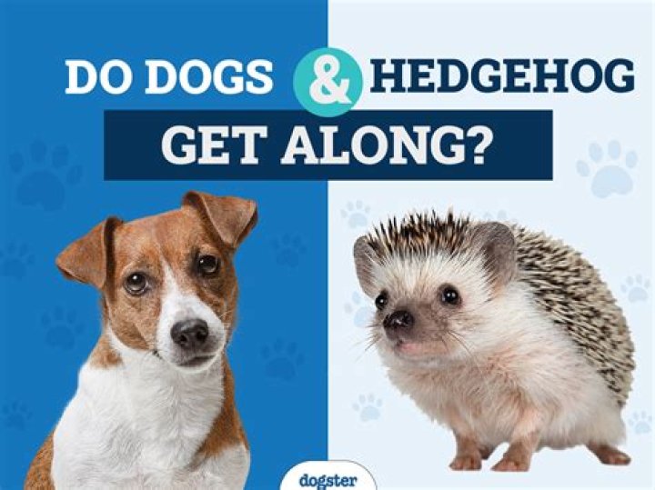 Do hedgehogs get cold easily
