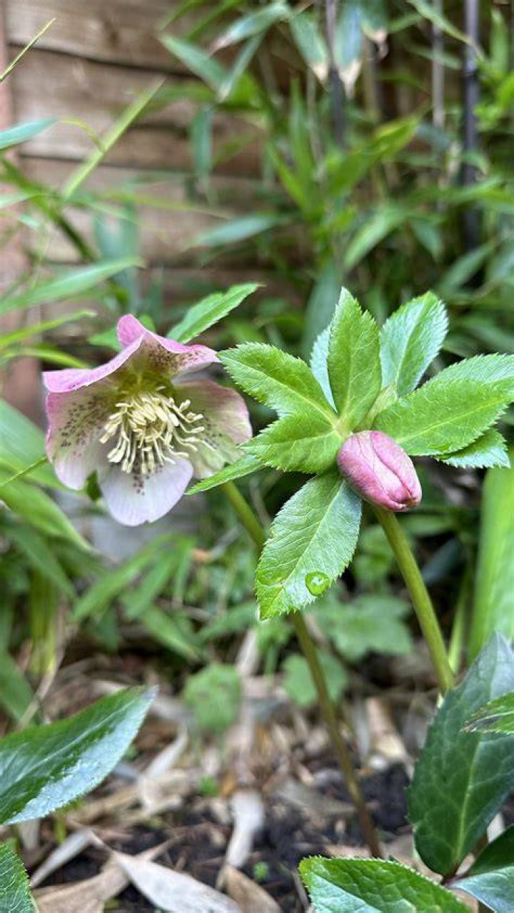 Do hellebores spread easily
