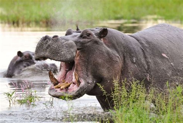 Do hippos eat other animals