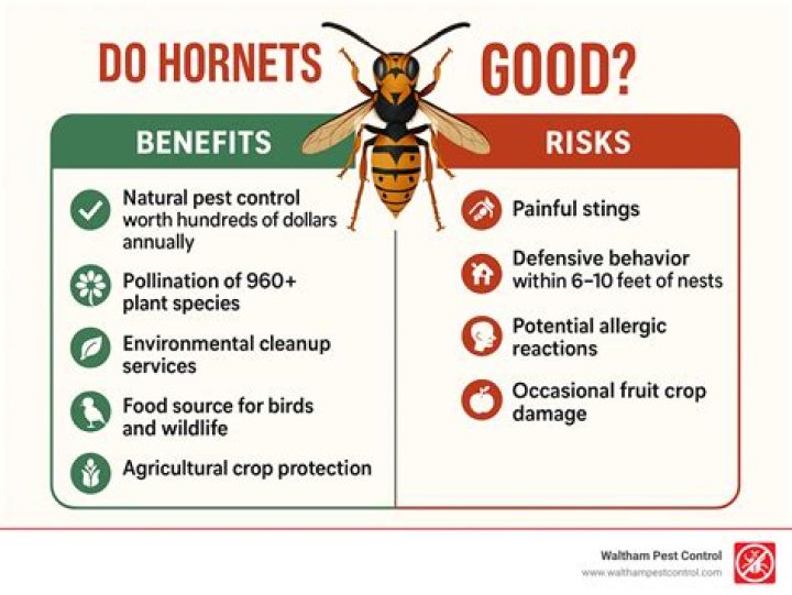 Do hornets do anything good