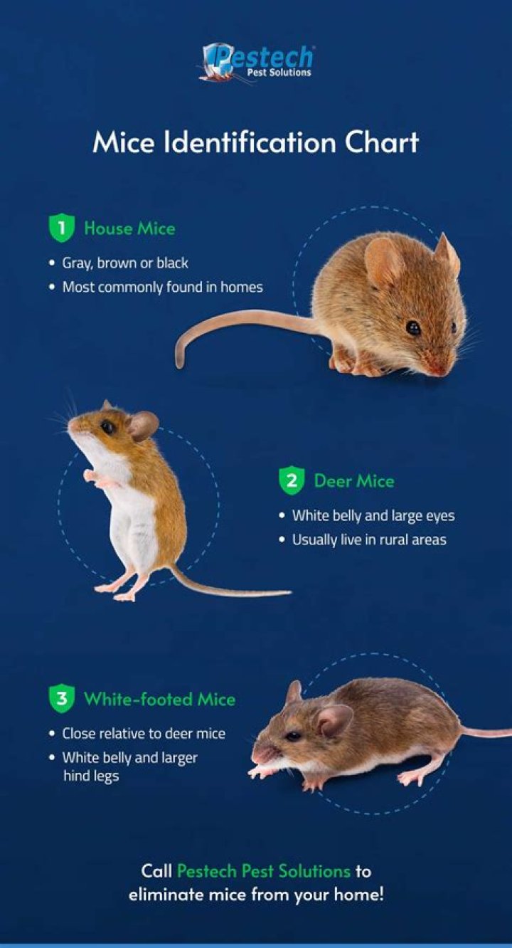 Do house mice come in groups