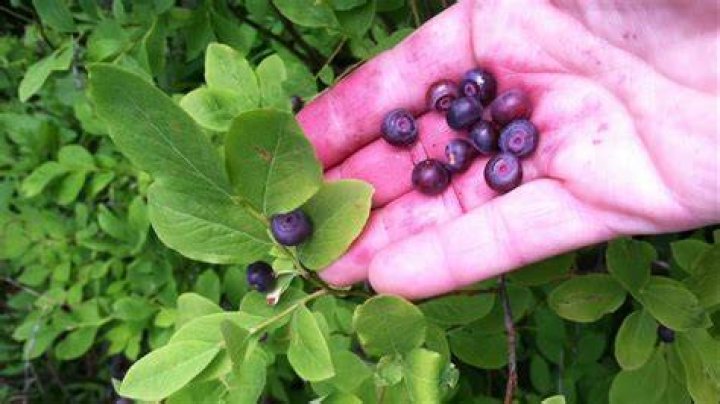 Do huckleberries freeze well